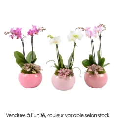 Orchidée, Phalaenopsis : pot rose D.16cm