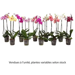 Orchidée Phalaenopsis 2 tiges, coloris variables - pot D.12 cm