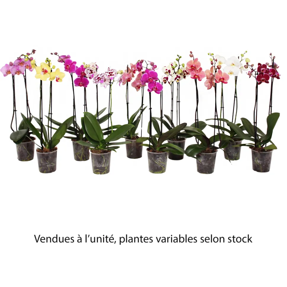 Orchidée Phalaenopsis 2 tiges, coloris variables - pot D.12 cm