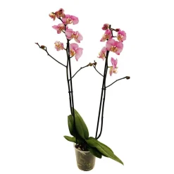 Orchidée Phalaenopsis 2 tiges, coloris variables - pot D.12 cm