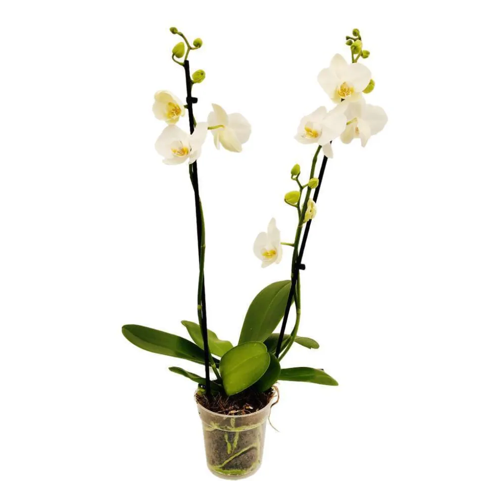 Orchidée Phalaenopsis 2 tiges, coloris variables - pot D.12 cm