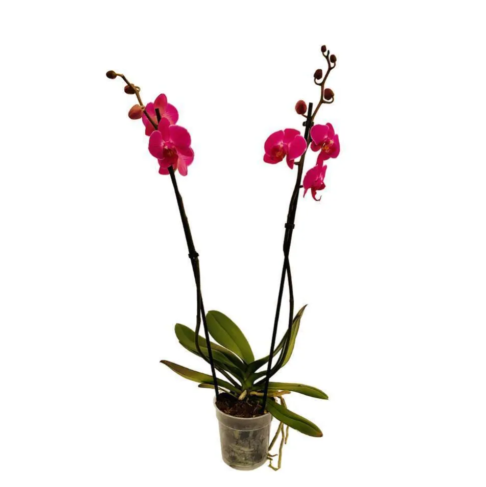 Orchidée Phalaenopsis 2 tiges, coloris variables - pot D.12 cm