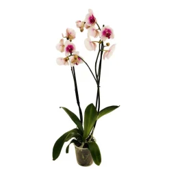 Orchidée Phalaenopsis 2 tiges, coloris variables - pot D.12 cm