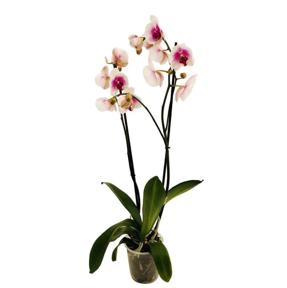 Orchidée Phalaenopsis 2 tiges, coloris variables - pot D.12 cm