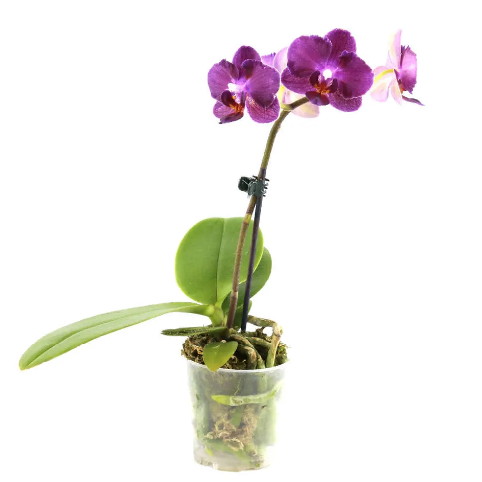 Orchidée Phalaenopsis 1 tige - pot D.6 cm