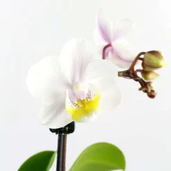 Orchidée Phalaenopsis 1 tige - pot D.6 cm