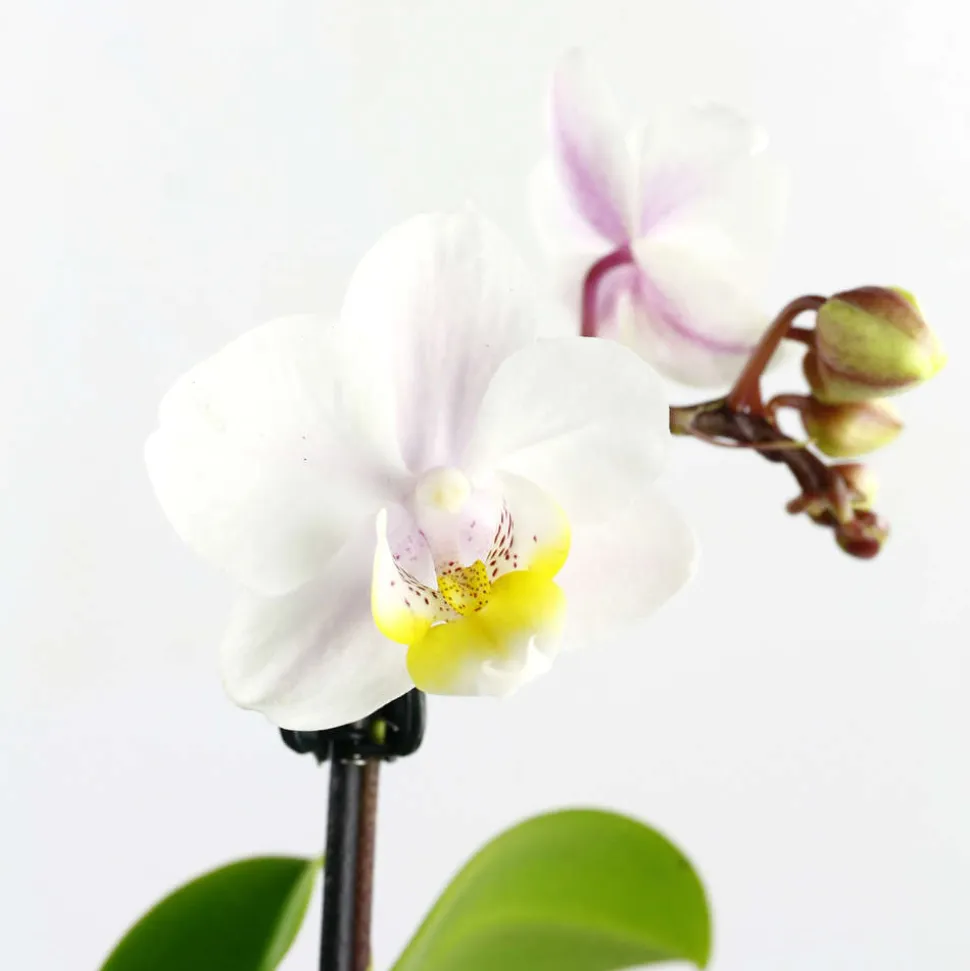 Orchidée Phalaenopsis 1 tige - pot D.6 cm