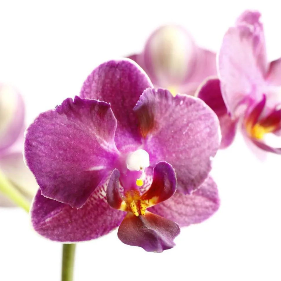Orchidée Phalaenopsis 1 tige - pot D.6 cm