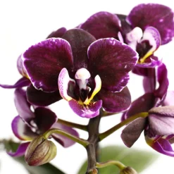 Orchidée Phalaenopsis 1 tige - pot D.6 cm