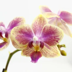 Orchidée Phalaenopsis 1 tige - pot D.6 cm