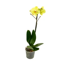 Orchidée Phalaenopsis 1 tige - pot D.12 cm