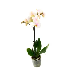 Orchidée Phalaenopsis 1 tige - pot D.12 cm