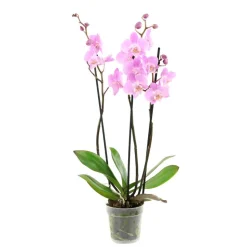 Orchidée Phalaenopsis 3 tiges - pot D.12 cm