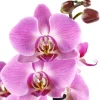 Orchidée Phalaenopsis 2 tiges - Pot Ø 12 cm