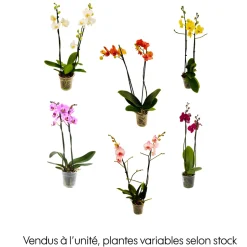 Orchidée Phalaenopsis 2 tiges - Pot Ø 12 cm