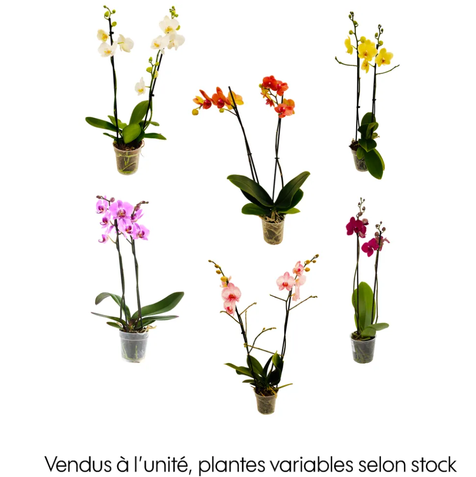 Orchidée Phalaenopsis 2 tiges - Pot Ø 12 cm