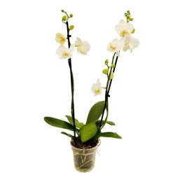 Orchidée Phalaenopsis 2 tiges - Pot Ø 12 cm