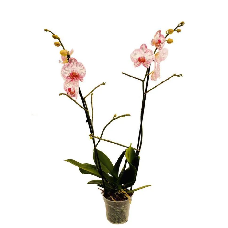 Orchidée Phalaenopsis 2 tiges - Pot Ø 12 cm
