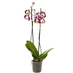 Orchidée Phalaenopsis 2 tiges - Pot Ø 12 cm