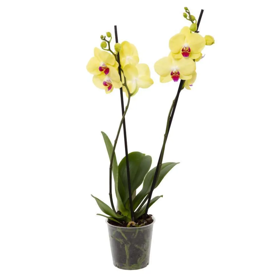 Orchidée Phalaenopsis 2 tiges - Pot Ø 12 cm