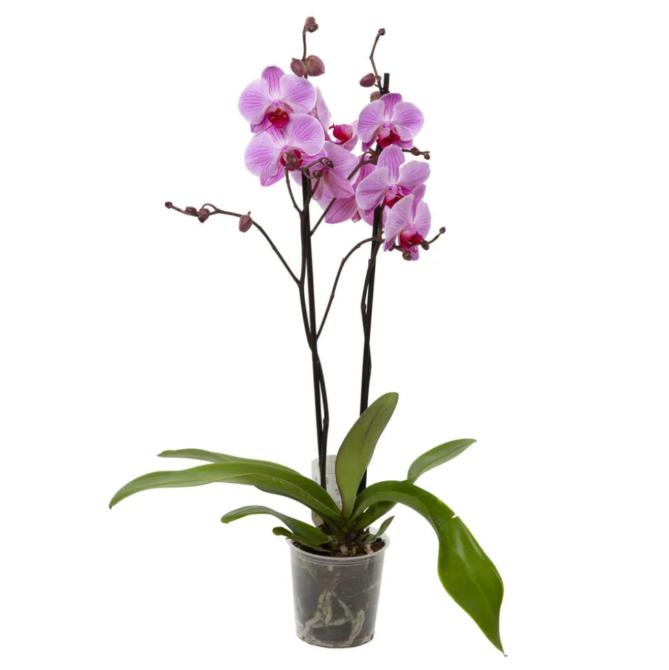 Orchidée Phalaenopsis 2 tiges - Pot Ø 12 cm
