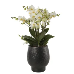 Orchidée Phalaenopsis 'Bellissimo Bella' H50cm en Coupe noire D15cm