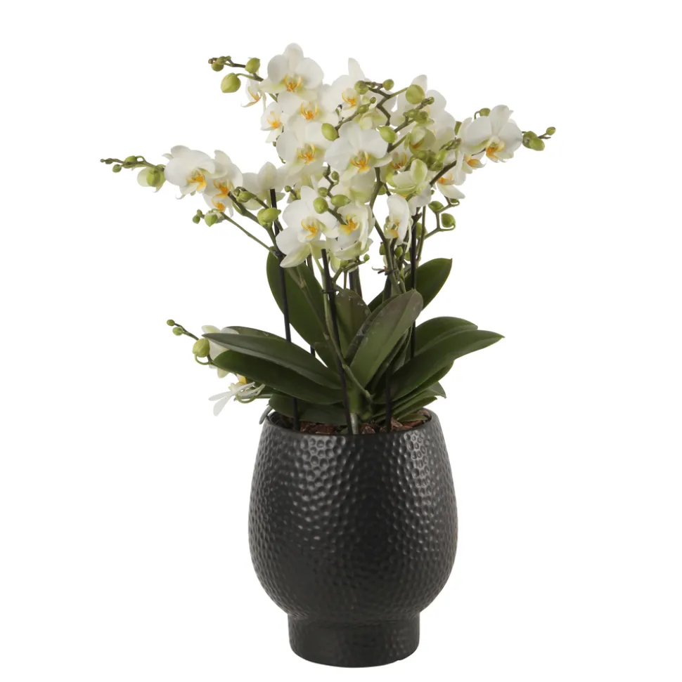 Orchidée Phalaenopsis 'Bellissimo Bella' H50cm en Coupe noire D15cm