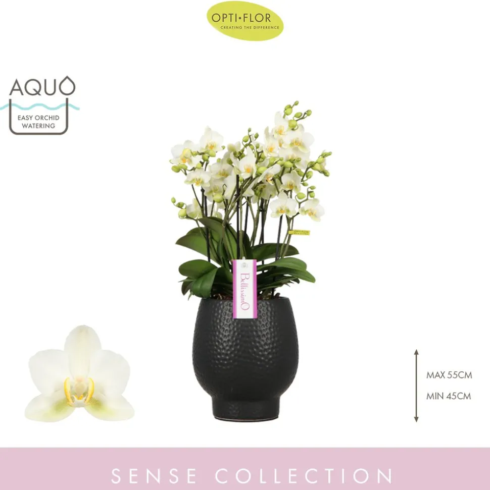 Orchidée Phalaenopsis 'Bellissimo Bella' H50cm en Coupe noire D15cm