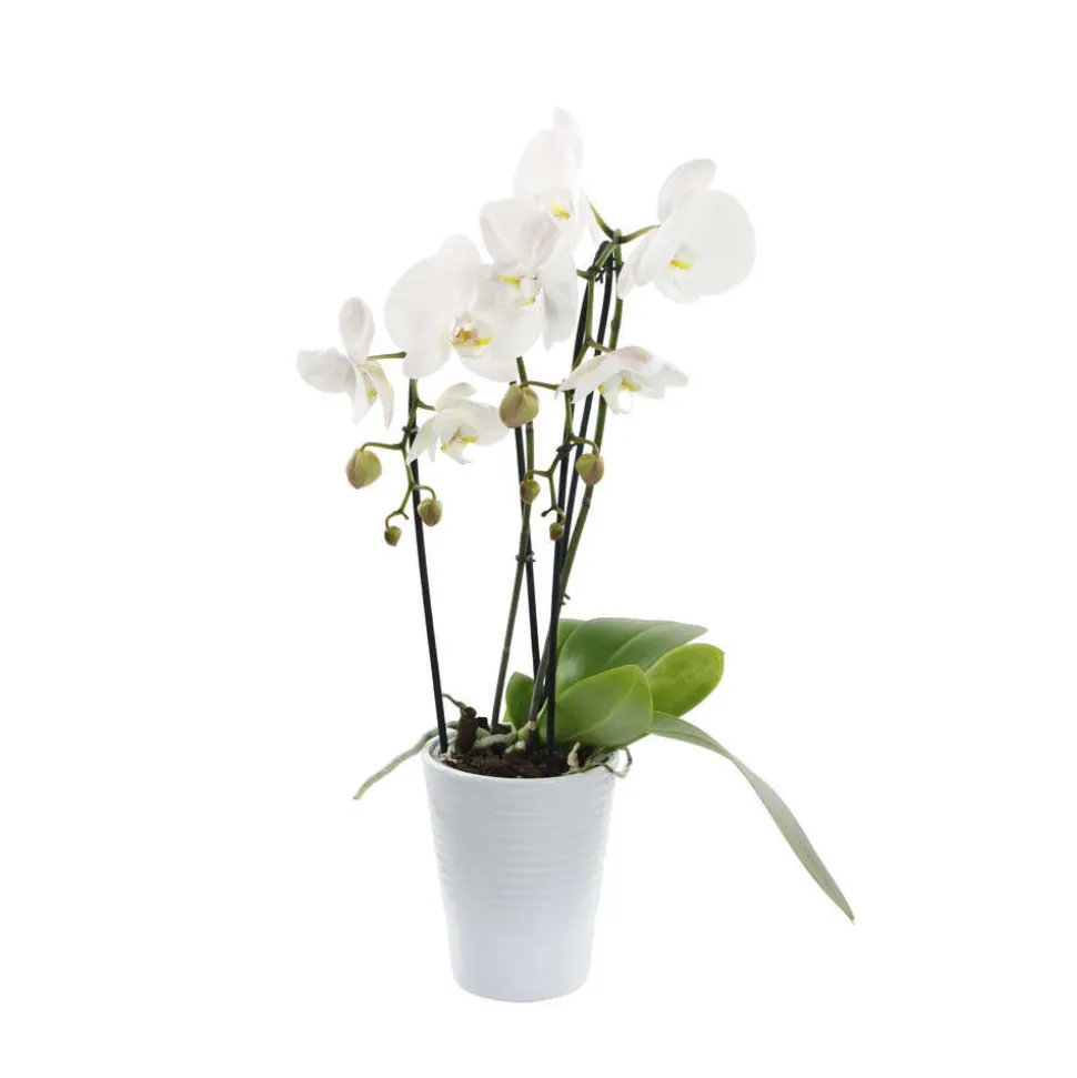 Orchidée Phalaenopsis blanche en cascade 2 tiges - pot D.13 cm