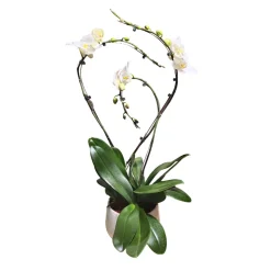 Orchidée Phalaenopsis blanche 3 tiges : pot D.27cm