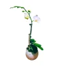 Orchidée Phalaenopsis blanche : pot D.11cm