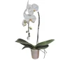 Orchidée Phalaenopsis blanche : pot D.14cm