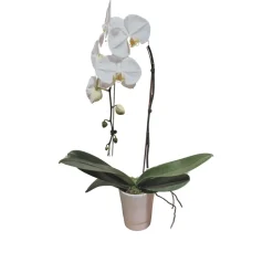 Orchidée Phalaenopsis blanche : pot D.14cm