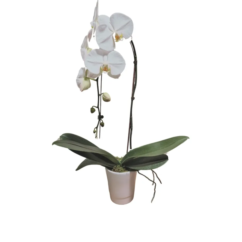 Orchidée Phalaenopsis blanche : pot D.14cm