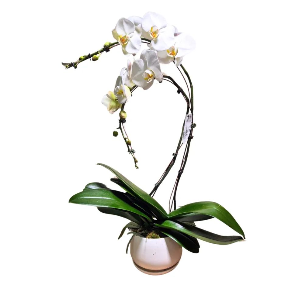 Orchidée Phalaenopsis blanche 2 tiges : pot D.24cm