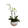 Orchidée Phalaenopsis blanche 2/3 tiges : pot D.13cm