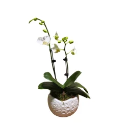 Orchidée Phalaenopsis blanche 2/3 tiges : pot D.13cm
