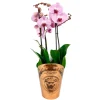 Orchidée Phalaenopsis duetto 3 tiges - pot D.17 cm