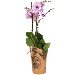 Orchidée Phalaenopsis duetto 3 tiges - pot D.17 cm