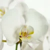Orchidée Phalaenopsis en arceau 2 tiges - pot D.12 cm