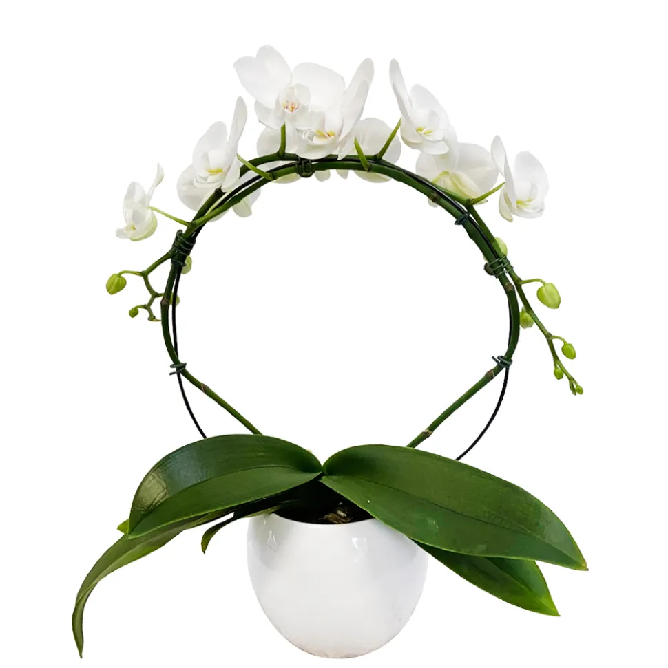 Orchidée Phalaenopsis en arceau 2 tiges - pot D.12 cm