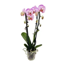 Orchidée Phalaenopsis en cascade 2 tiges - pot D.12 cm