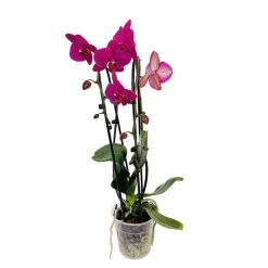 Orchidée Phalaenopsis en cascade 2 tiges - pot D.12 cm