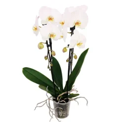 Orchidée Phalaenopsis en cascade 2 tiges - pot D.12 cm