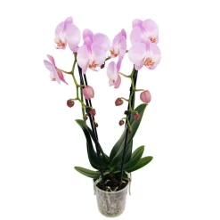 Orchidée Phalaenopsis en cascade 2 tiges - pot D.12 cm