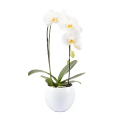 Orchidée Phalaenopsis 