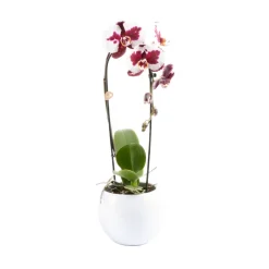 Orchidée Phalaenopsis 