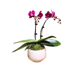 Orchidée Phalaenopsis fuschia 2/3 tiges : pot D.13cm