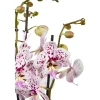 Orchidée Phalaenopsis mix 3 tiges : pot de D.12cm - H.55/65cm