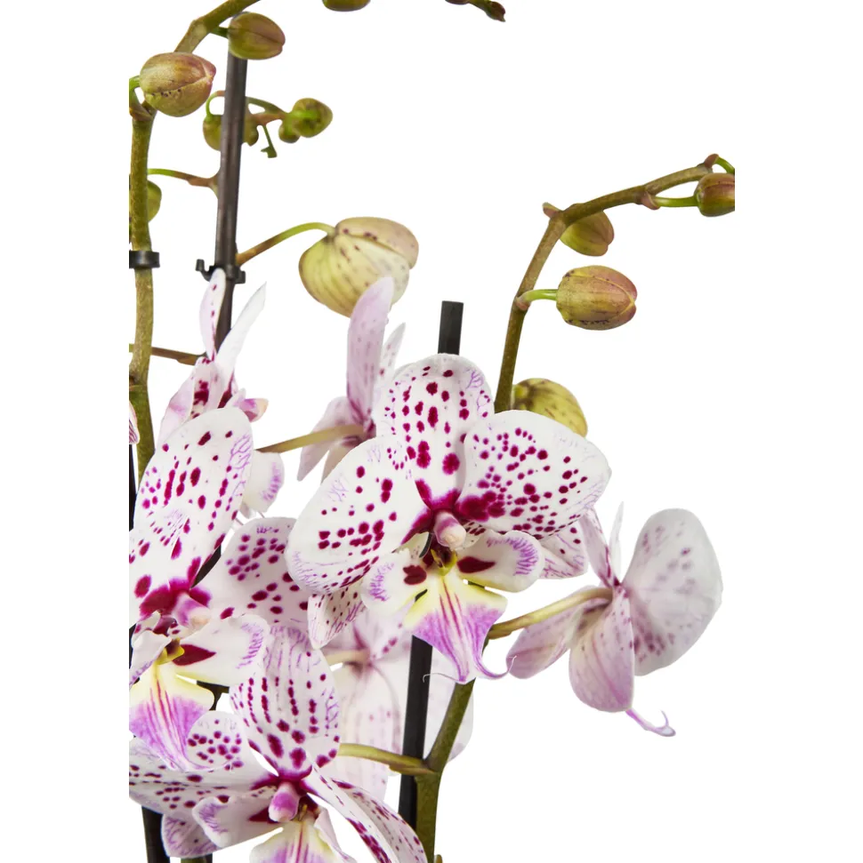 Orchidée Phalaenopsis mix 3 tiges : pot de D.12cm - H.55/65cm